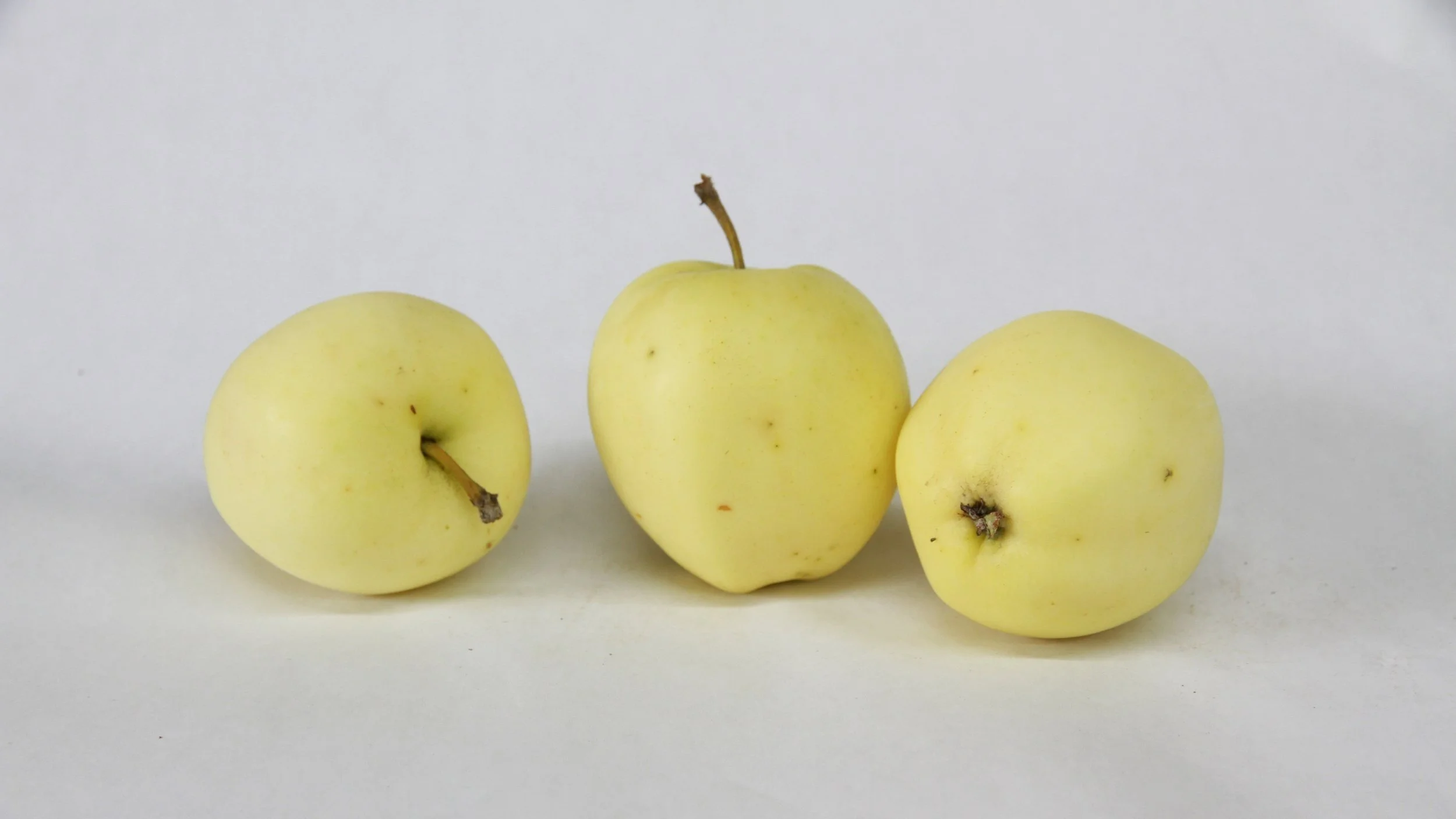 Red Astrachan Apple — Corn Hill Nursery